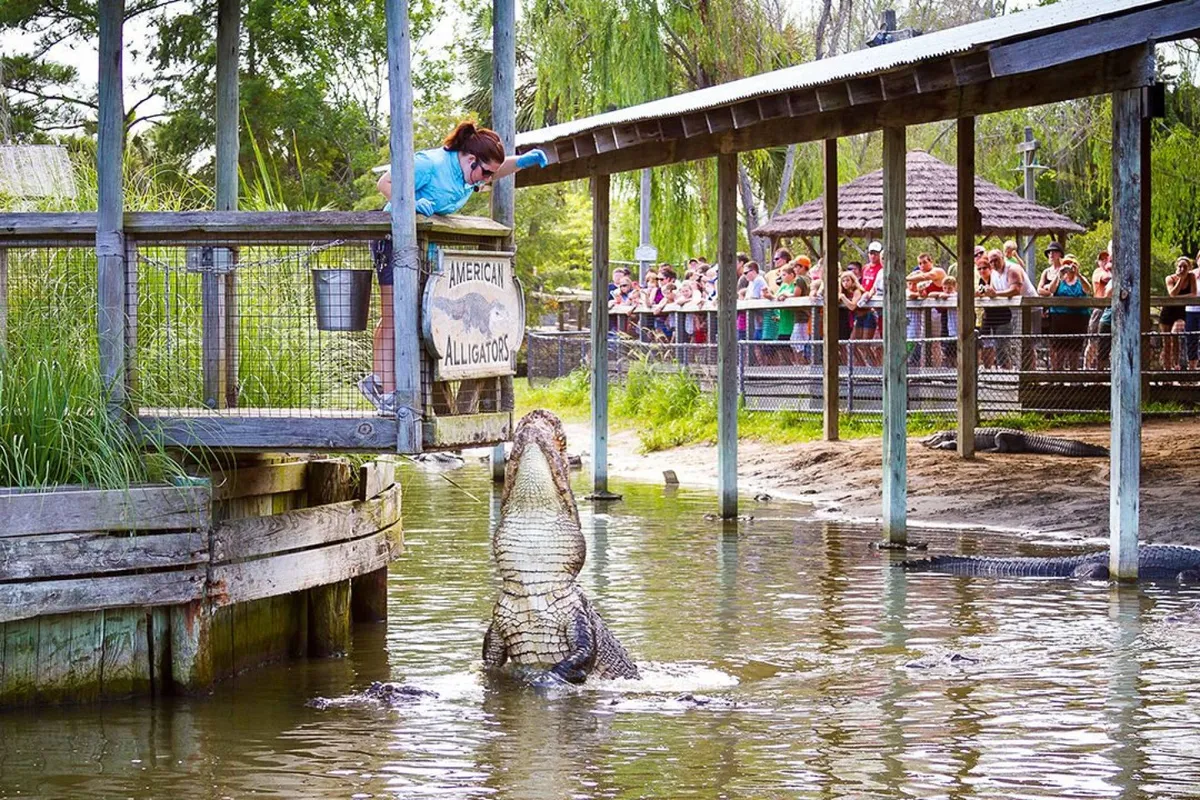 An outdoor scene featuring a woman leaning over a railing, watching an American alligator during a feeding demonstration, with a crowd of spectators nearby. The environment is lively, with clear cues of an activity-oriented attraction and a connection to local wildlife experiences, ideal for families and adventurous visitors.